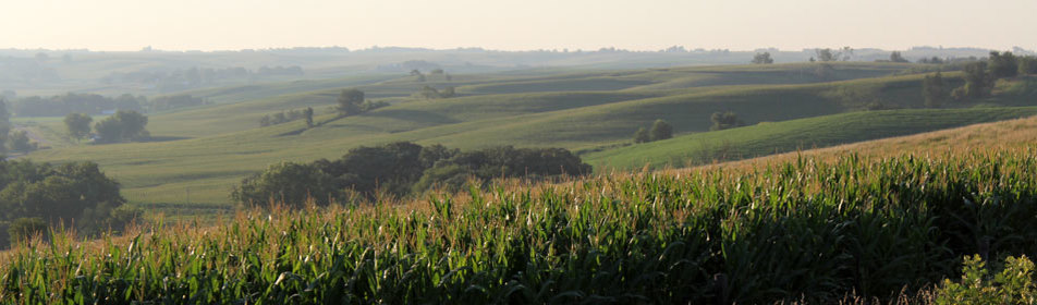 Picture of a Corn Field